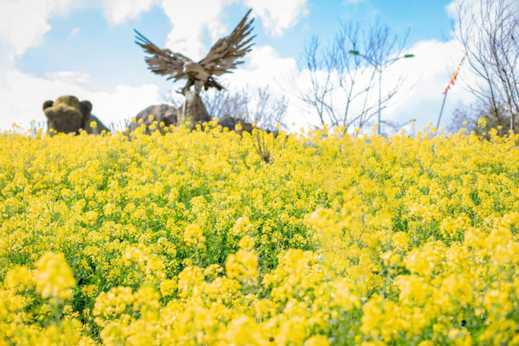 Golden mustard flower in SaPa