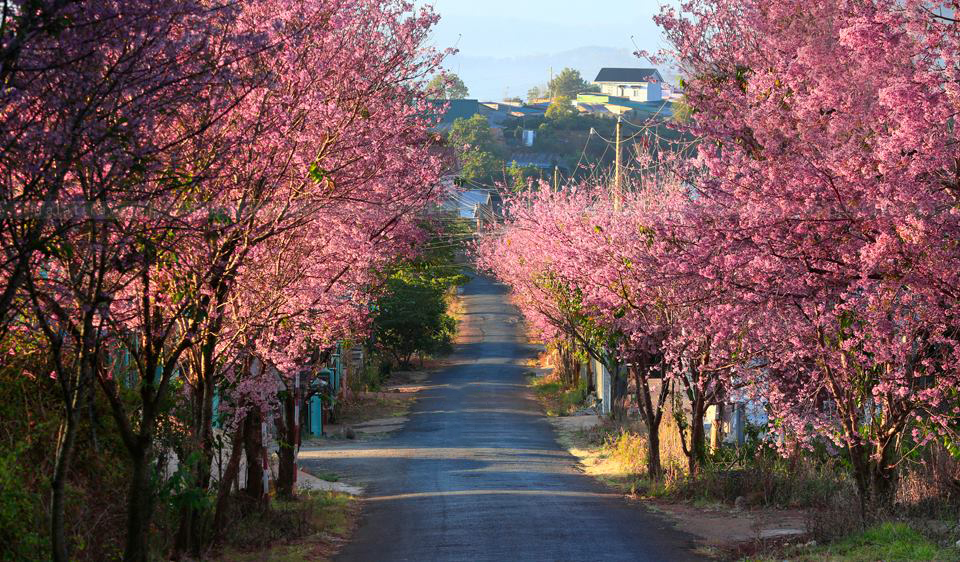 Cherry blossoms in SaPa